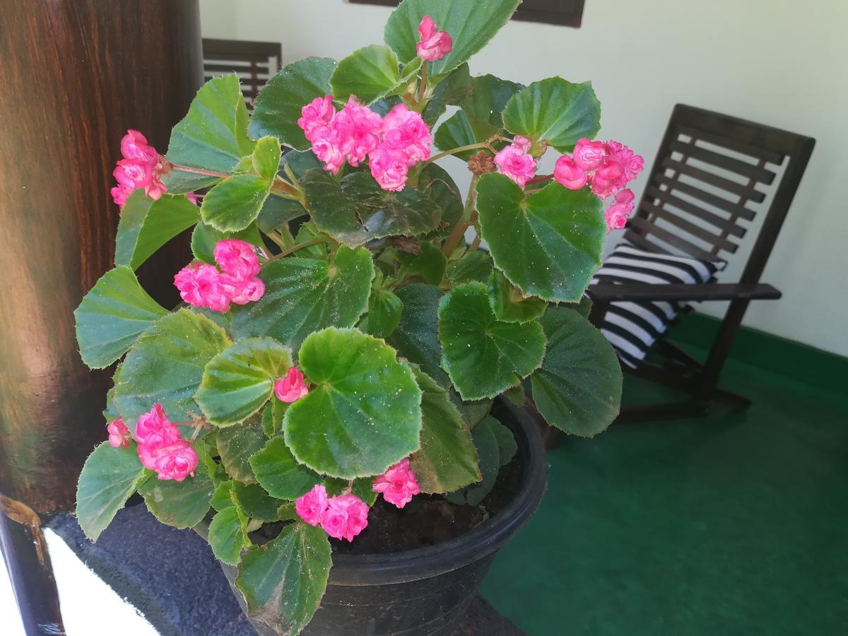 Lakmal Homestay ,10 Minutes To Sigiriya Rock 外观 照片